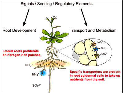 absorption nutrients nitrogen plant root mineral absorbing research nutrient roots soil which minerals mechanism bmb biology natsci msu edu current