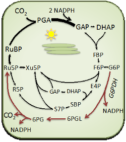 glucose-6-phosphate shunt