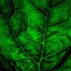 Investing in cell wall growth for improved photosynthesis