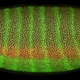 Do genes express themselves through poetry?