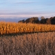 MSU to use $4.4 million NSF grant to explore the corn genome