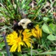 MSU iGEM Team Wins Award to Help Declining Bee Population